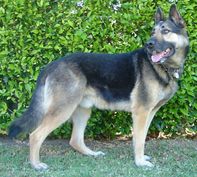 buddy von camarillo standing